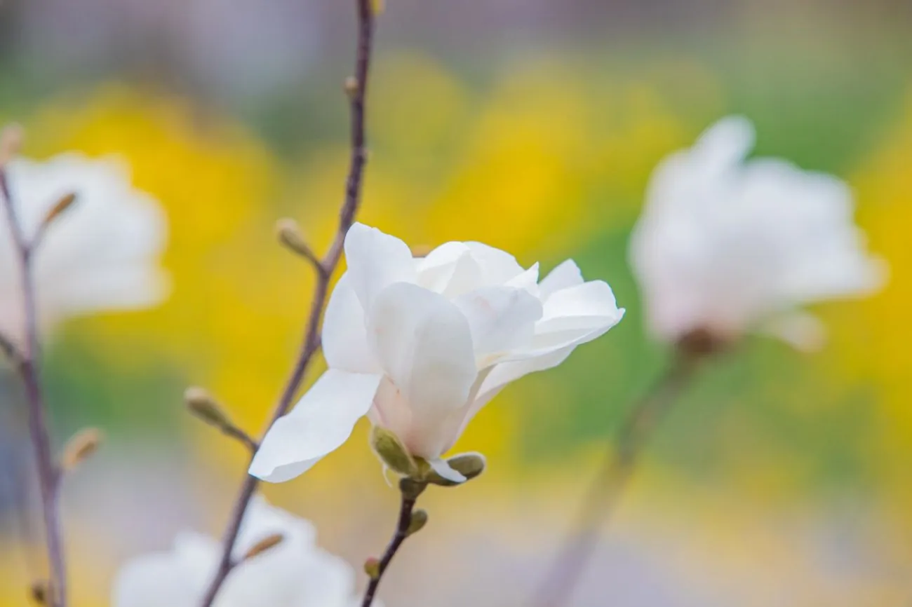 Spring weather returns to Ukraine: forecast for Palm Sunday and Easter Spring weather returns to Ukraine: forecast for Palm Sunday and Easter