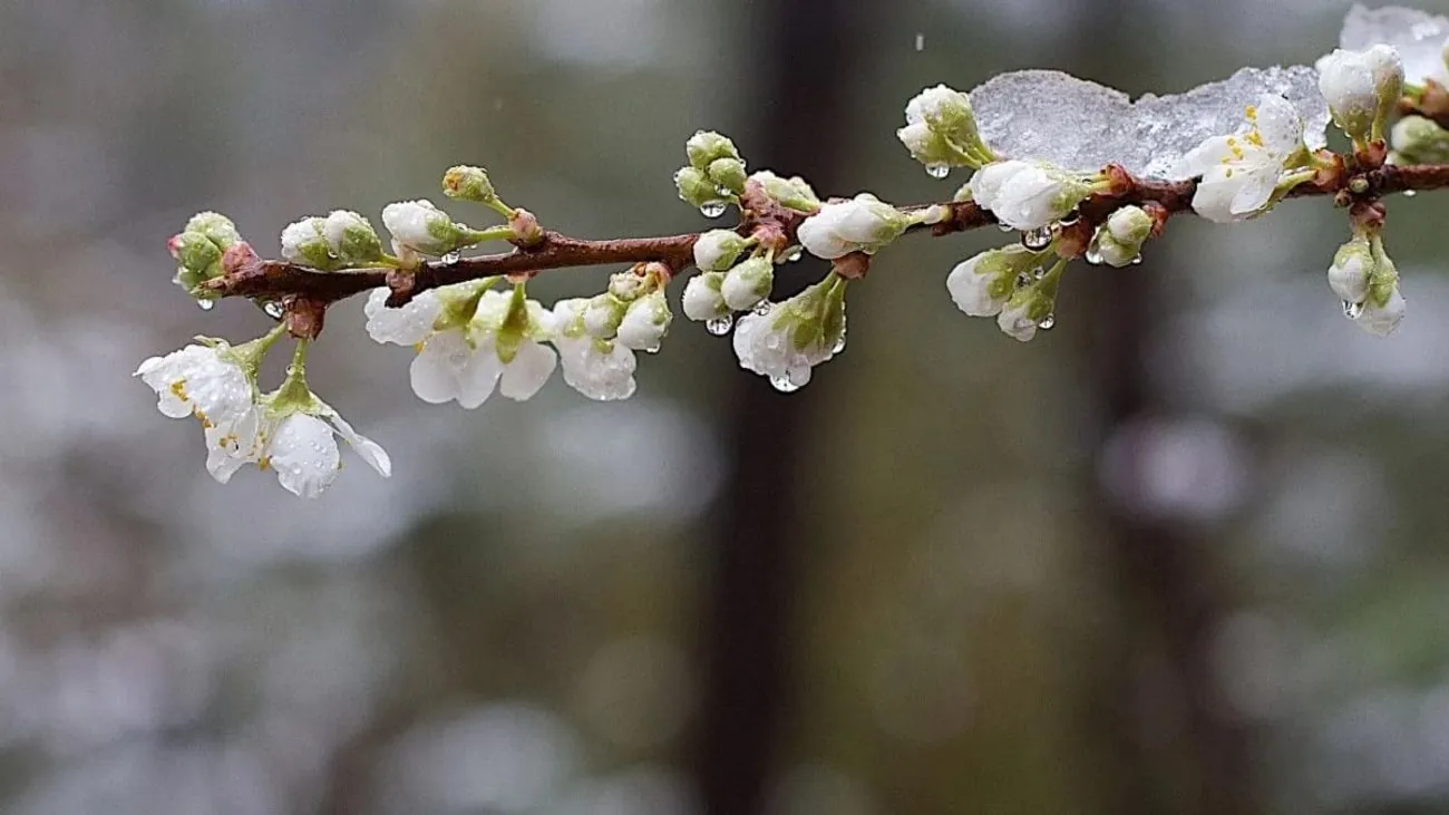 Yellow level of danger: Weather forecasters warn of frosts in Kyiv and the region
Yellow level of danger: Weather forecasters warn of frosts in Kyiv and the region