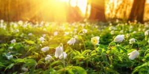 Weather in Ukraine on April 15: spring warmth and variable cloudiness are expected