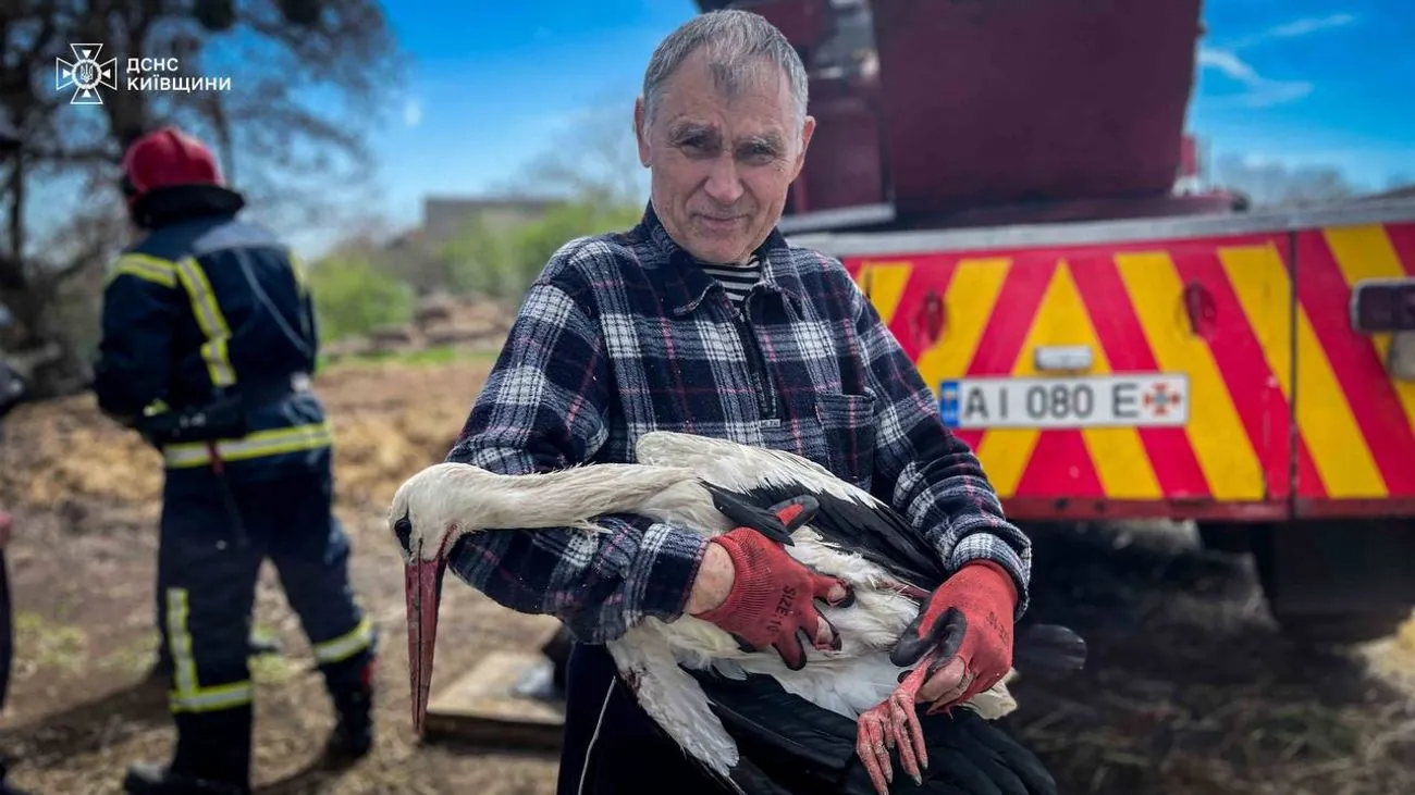 In Kyiv region, a stork tangled in a rope at height was rescued In Kyiv region, a stork tangled in a rope at height was rescued