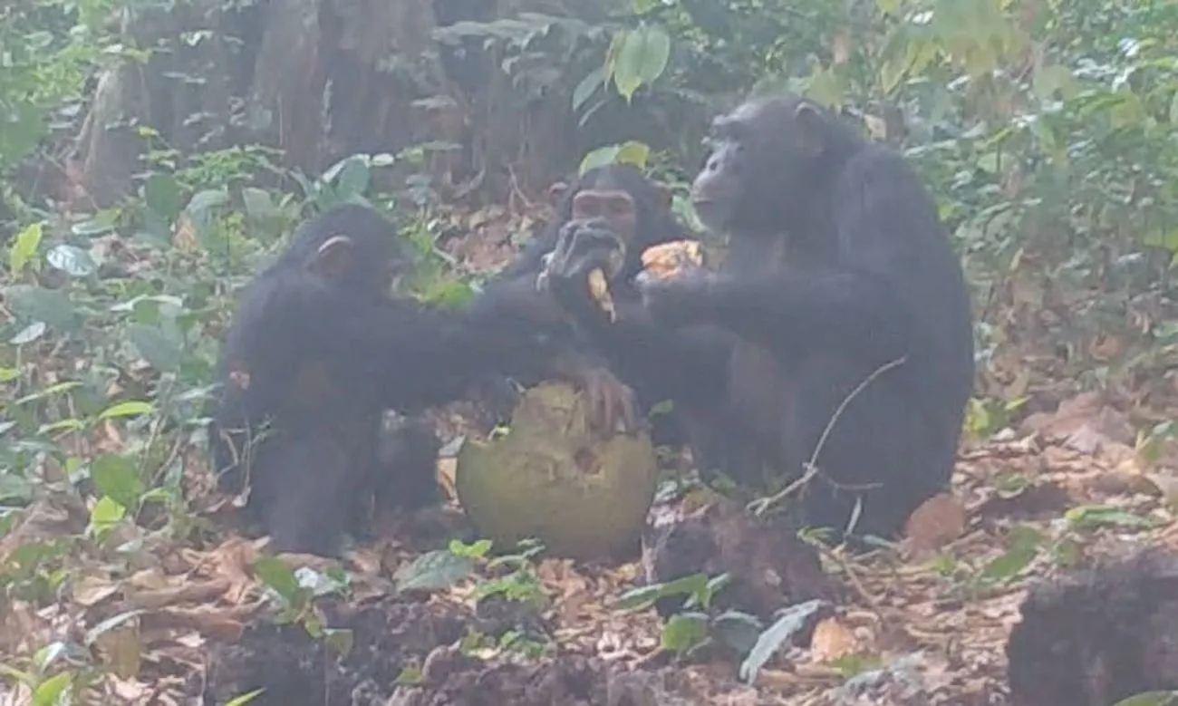 British scientists filmed an "alcohol party" of chimpanzees feasting on fermented fruits British scientists filmed an "alcohol party" of chimpanzees feasting on fermented fruits