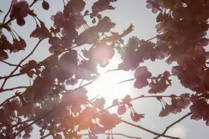 After significant warmth, a noticeable cooling is expected on the weekend - weather forecaster
