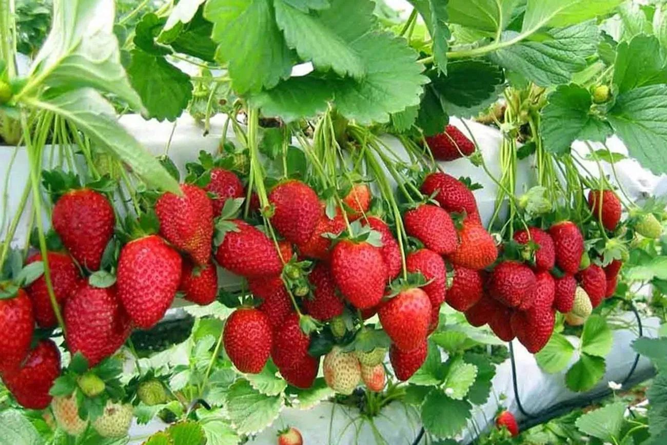 Viral seedlings made in Europe: why Ukrainian farmers are losing crops and money Viral seedlings made in Europe: why Ukrainian farmers are losing crops and money