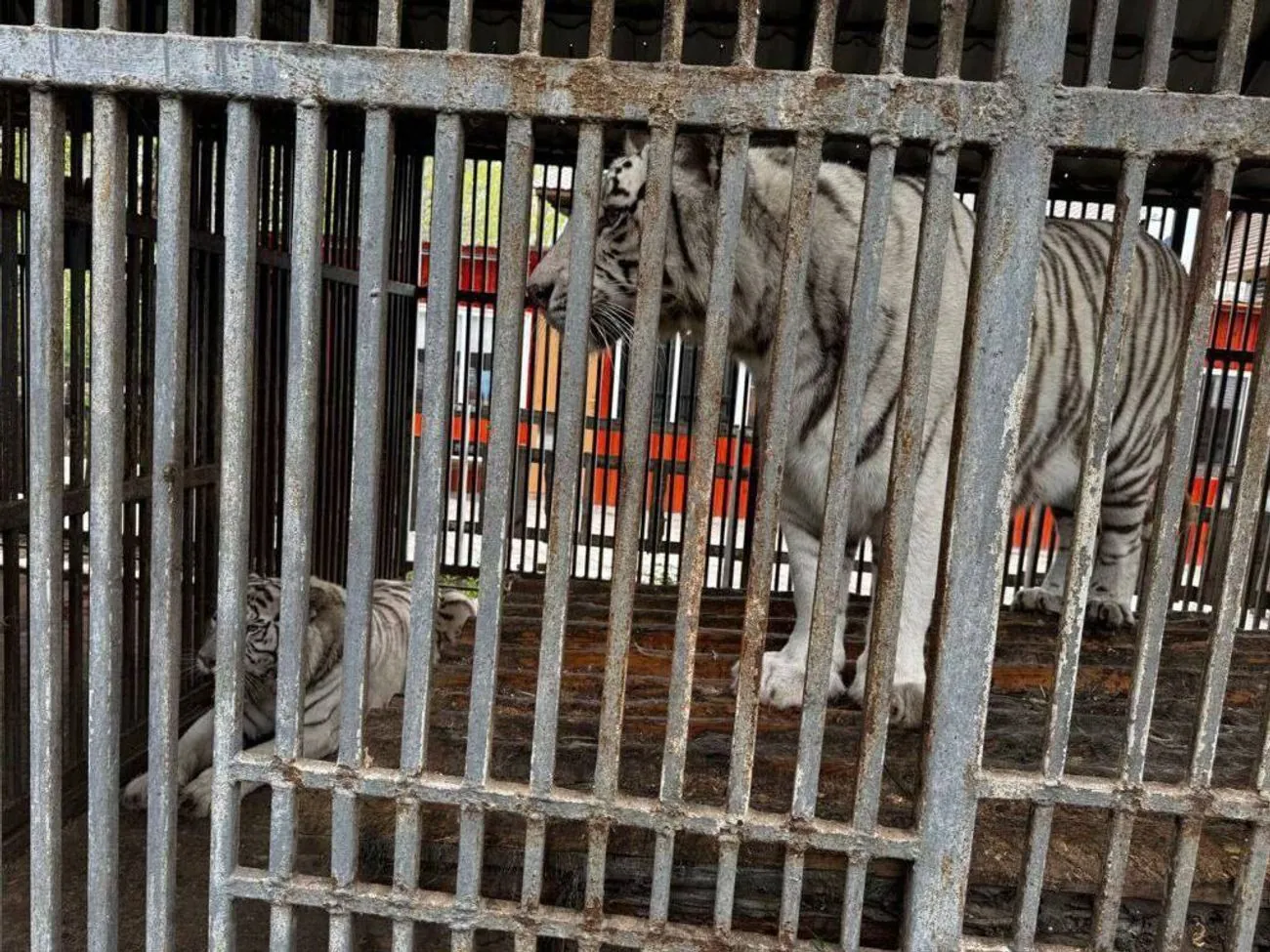В окупованому Маріуполі тигриця загризла працівника зоопарку В окупованому Маріуполі тигриця загризла працівника зоопарку