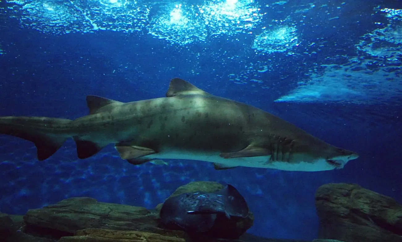A shark attacked a swimmer off the coast of Hadera: he is missing A shark attacked a swimmer off the coast of Hadera: he is missing