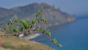 Retain the roots: how Ukraine managed to preserve the Crimean scientific achievements of plant growing