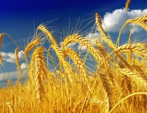 Наука без кордонів: як аграрне партнерство України з ЄС приносить нові здобутки