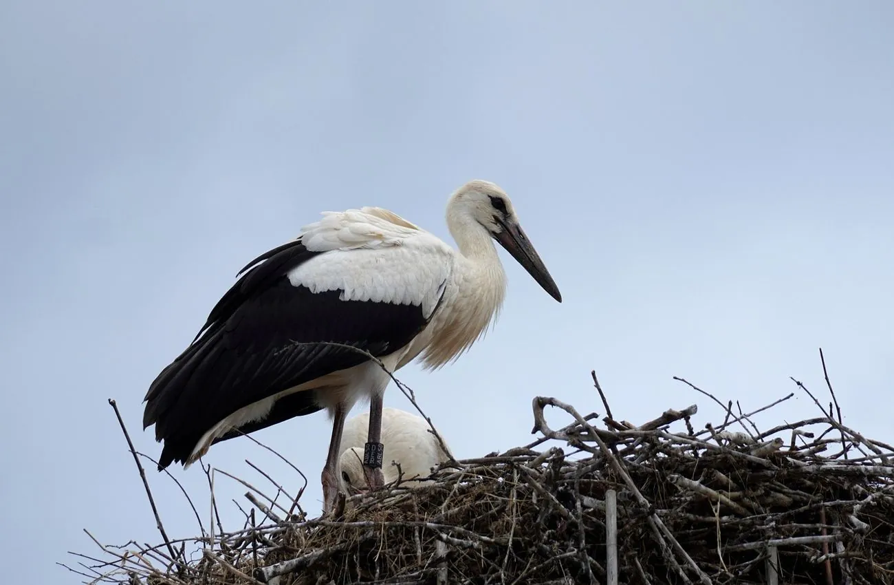 A Miracle in Poltava Region: Odarka and Hrytsyk Have Their First Baby Stork
A Miracle in Poltava Region: Odarka and Hrytsyk Have Their First Baby Stork