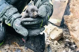 Пожарные спасли щенка во время пожара в Днепропетровской области
