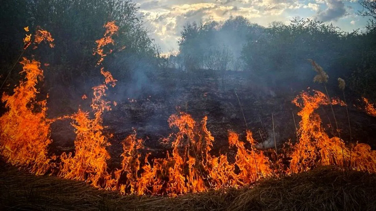 У Києві палають Совські ставки: вогонь охопив 800 квадратних метрів У Києві палають Совські ставки: вогонь охопив 800 квадратних метрів