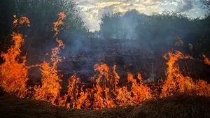 В Киеве горят Совские пруды: огонь охватил 800 квадратных метров