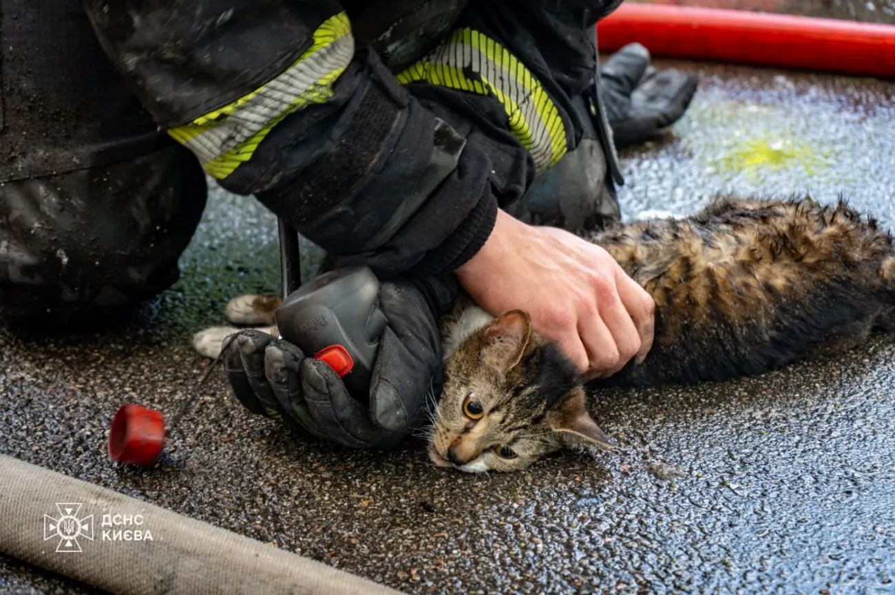 In Kyiv, rescuers carried a cat and a dog out of a burning apartment In Kyiv, rescuers carried a cat and a dog out of a burning apartment