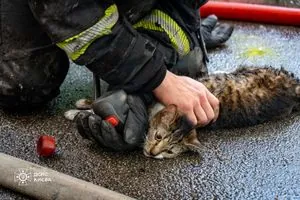 У Києві рятувальники винесли з палаючої квартири кота та собаку