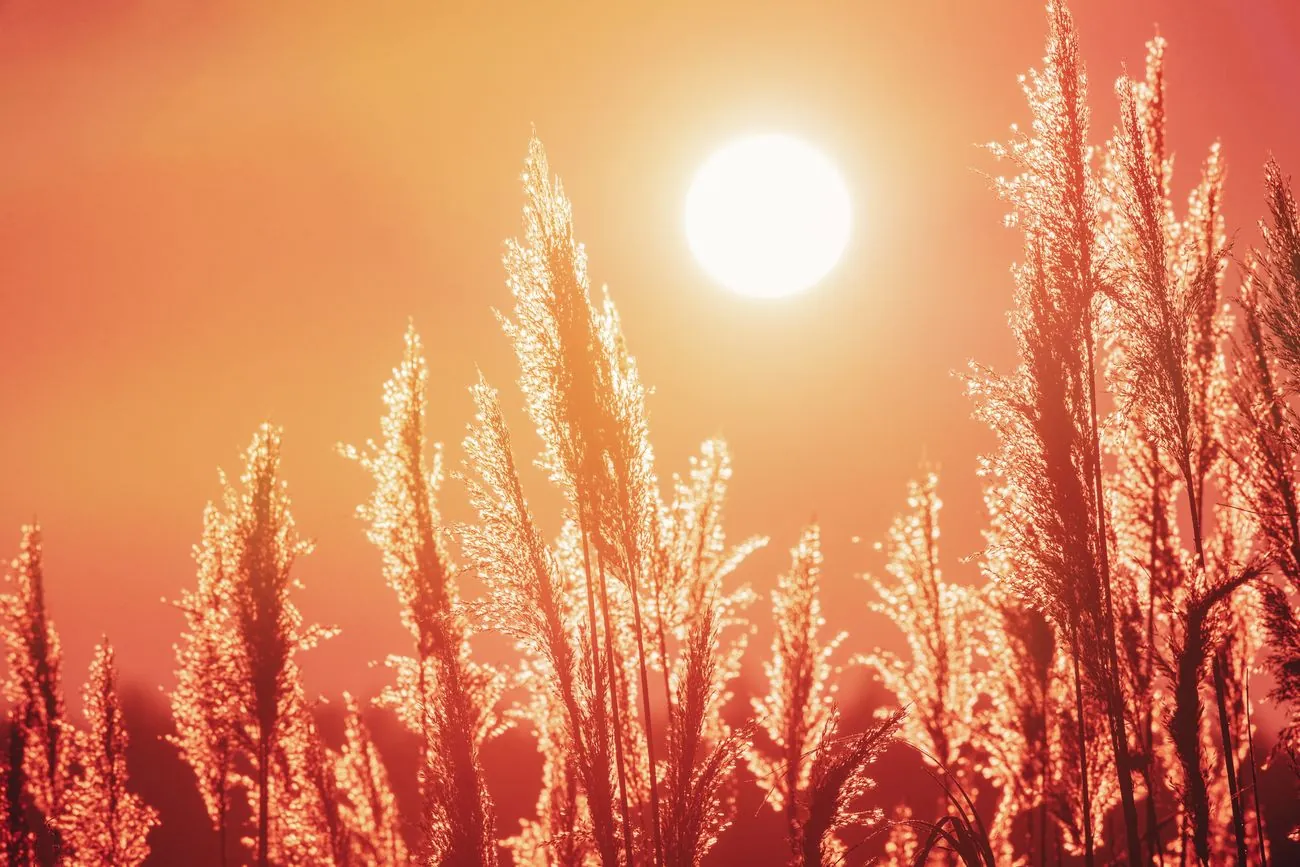 The summer will be hot: the weather forecaster told what Ukrainians should expect from the weather The summer will be hot: the weather forecaster told what Ukrainians should expect from the weather