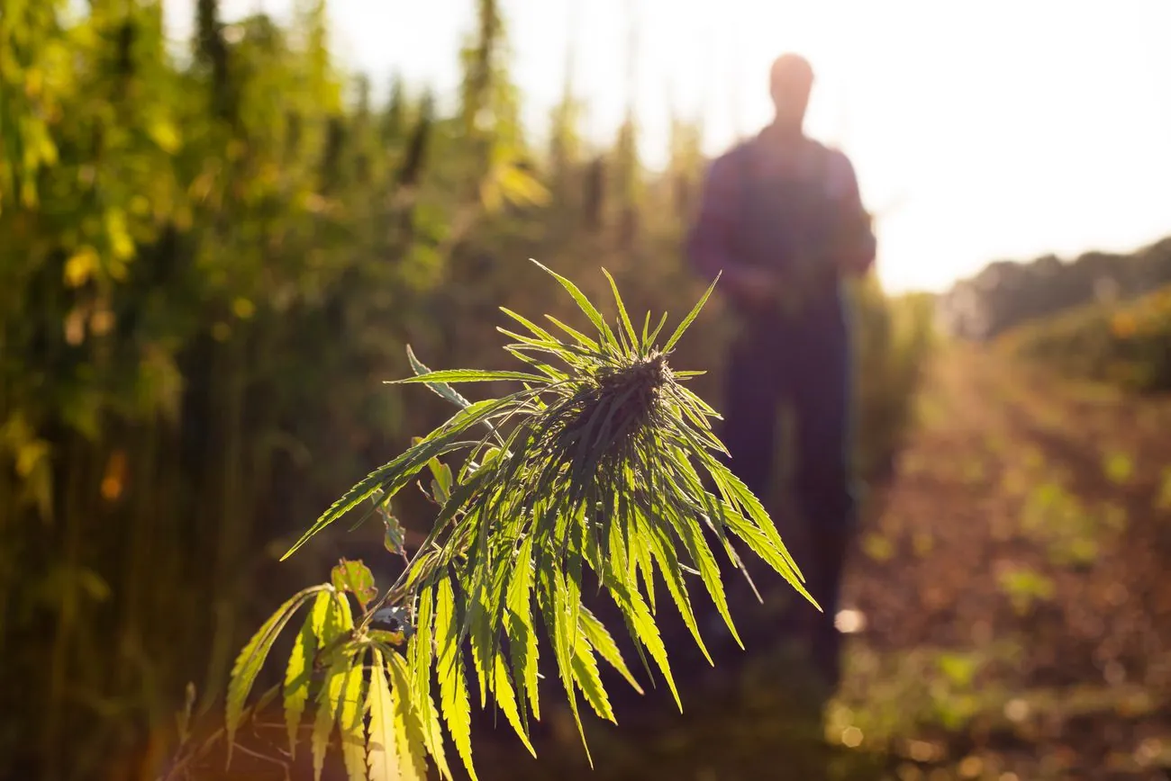 38 hemp businesses registered in the electronic system in Ukraine: half have already started sowing 38 hemp businesses registered in the electronic system in Ukraine: half have already started sowing