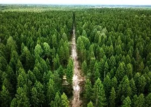 На Черкащині держава повертає під контроль незаконно відчужені землі лісового фонду