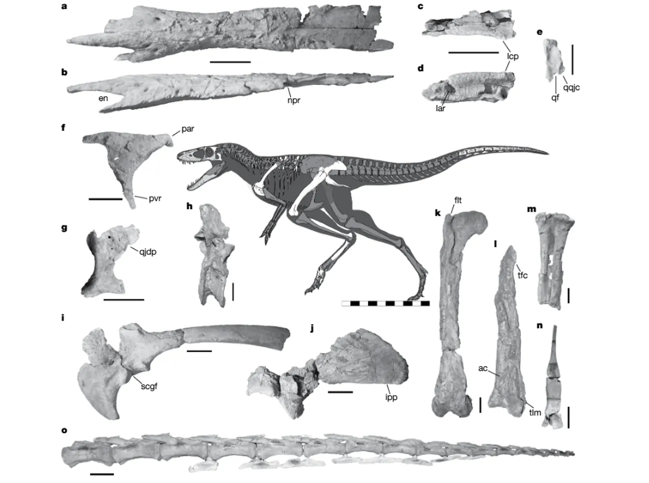 Scientists have found the missing link between giant tyrannosaurs and their smaller ancestors Scientists have found the missing link between giant tyrannosaurs and their smaller ancestors