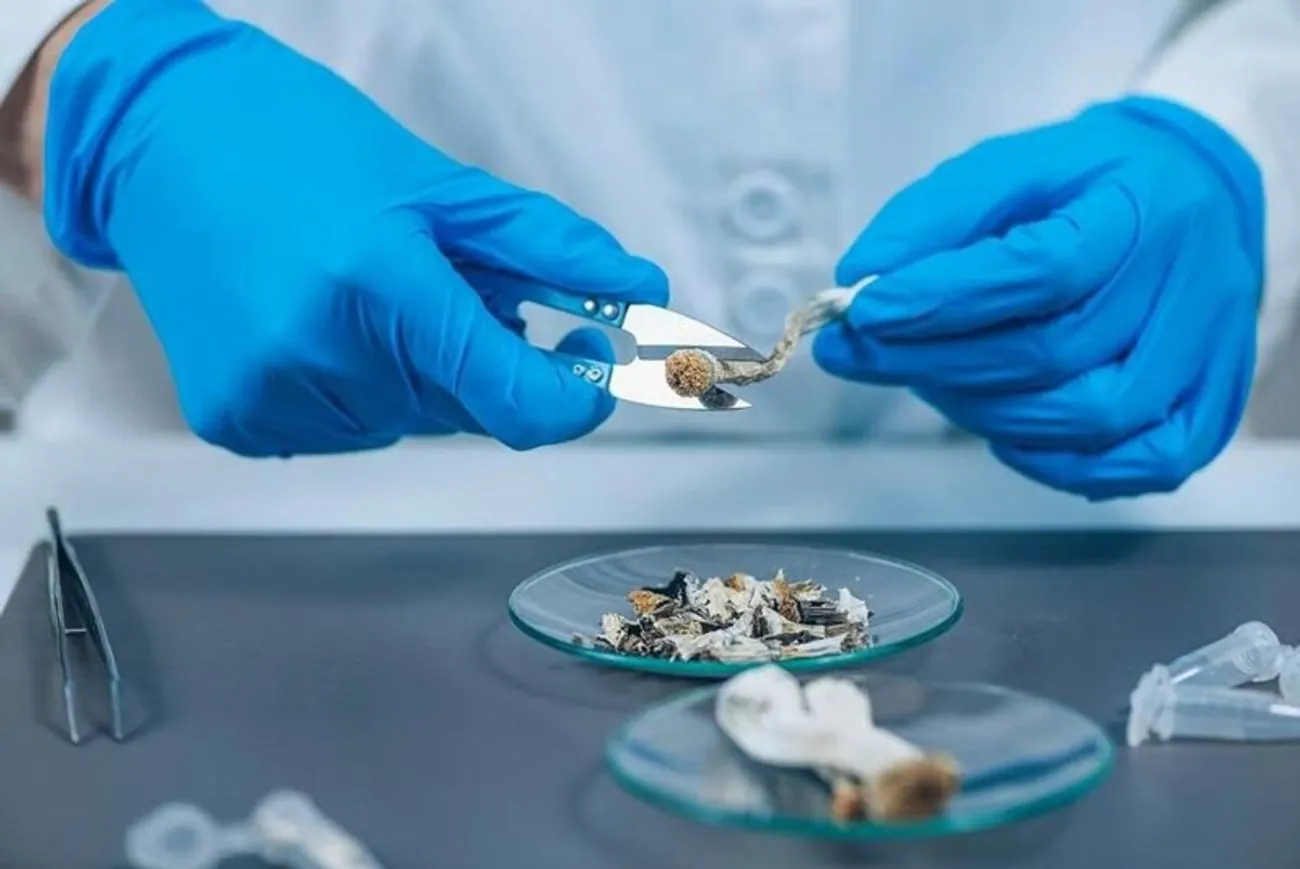 New Zealand allows medical use of psychedelic mushrooms to treat depression - AFP New Zealand allows medical use of psychedelic mushrooms to treat depression - AFP