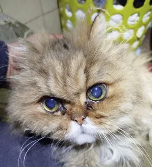 RF attack on Kyiv: Ten cats rescued from the rubble