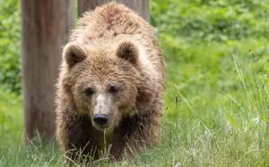 In Lithuania, a brown bear roamed the capital's streets for two days: hunters did not follow the government's order to kill the animal