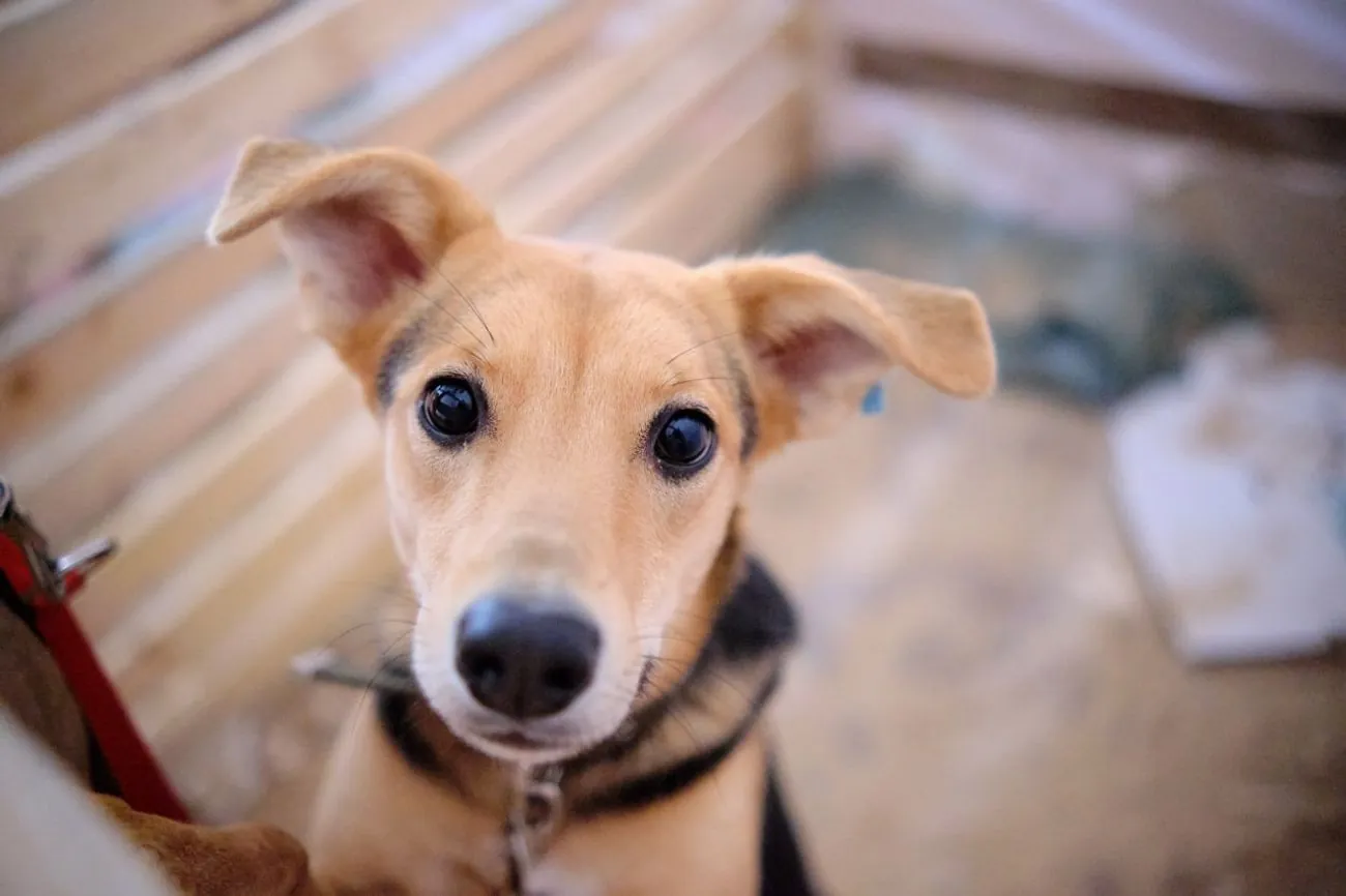 Перевозка животных в автобусах: разъяснили новые правила