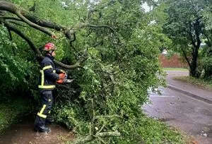 Дерево впало на дитину в Харкові: 7-річна дівчинка госпіталізована