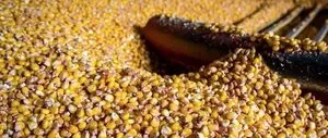 Chicago corn and soybean prices fell to a virtual 19-year low