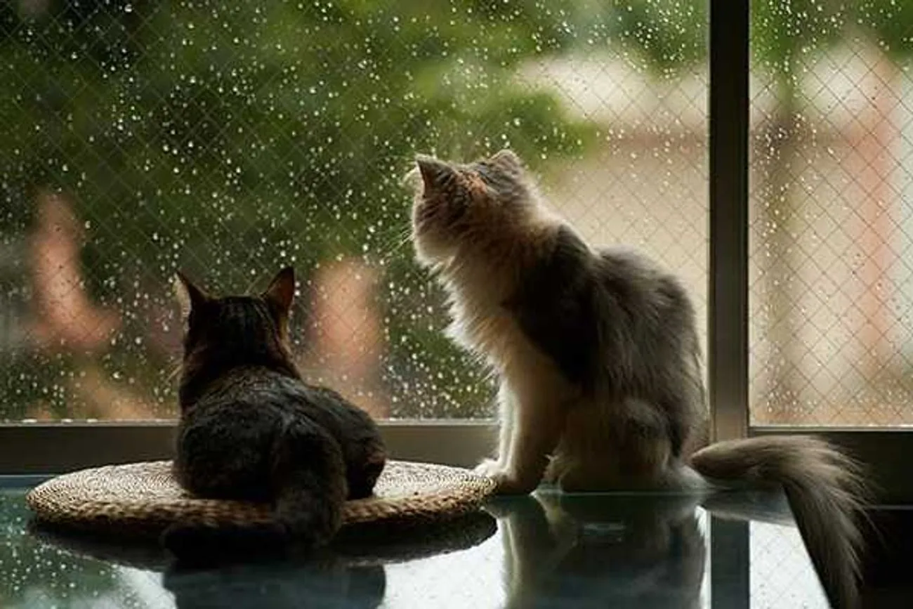 В Украине облачно с прояснениями, дожди: прогноз погоды на 20 июля В Украине облачно с прояснениями, дожди: прогноз погоды на 20 июля